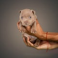 Brown american bully baby dog Ã¢â¬â¹Ã¢â¬â¹looking straight ahead in a studio